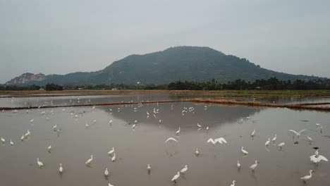 Flock-of-egrets-fishing-in-wetland-at-Bukit-Mertajam.